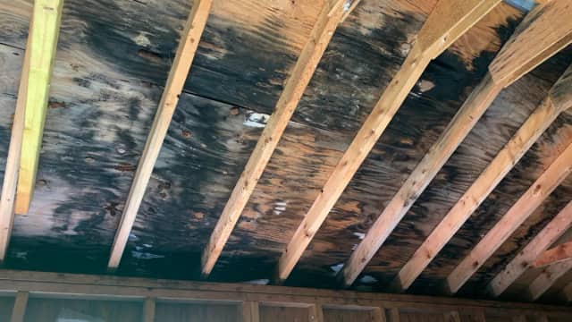Mold-stained roof sheathing in an attic